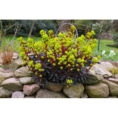 Wilczomlecz migdałolistny Purpurea sadzonka