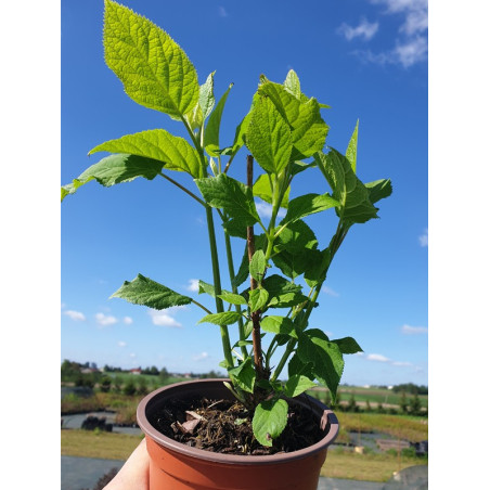 hortensja krzewiasta annabelle sadzonka