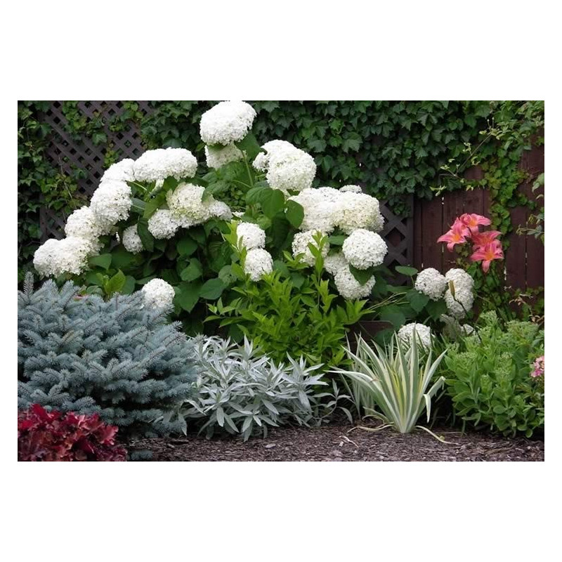 hortensja krzewiasta annabelle