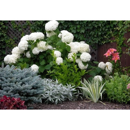 hortensja krzewiasta annabelle