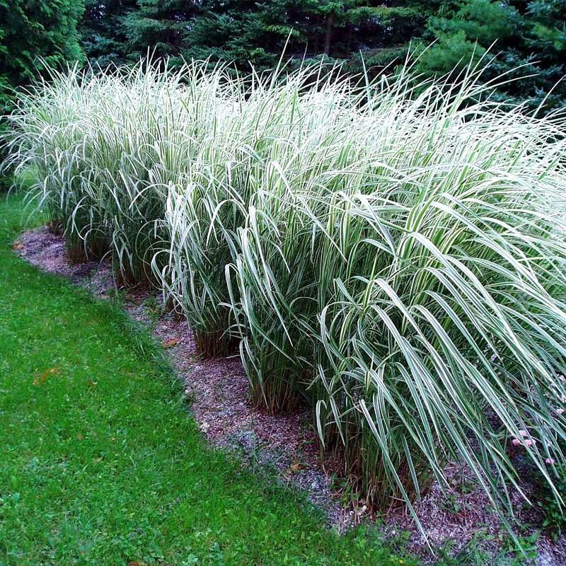 Mozga Trzcinowa Fessey cena