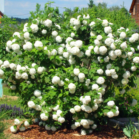 Kalina koralowa Opulus Roseum cena