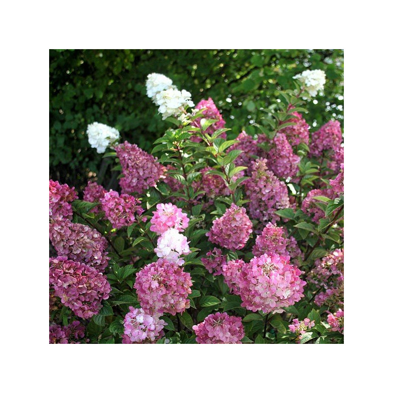 hortensja bukietowa fraise melba