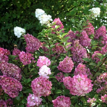hortensja bukietowa fraise melba