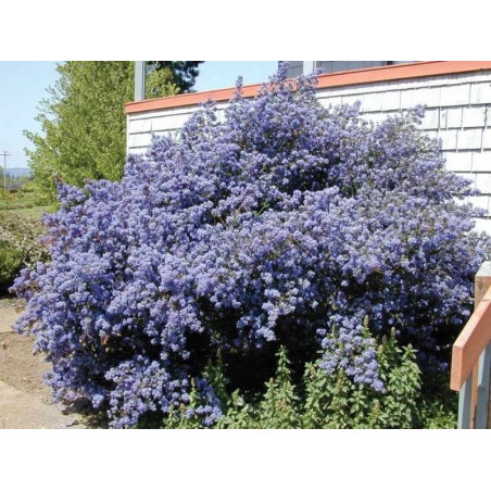 Prusznik niebieski sadzonka