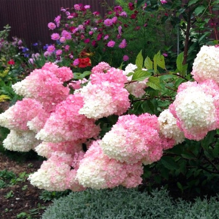 hortensja bukietowa fraise melba