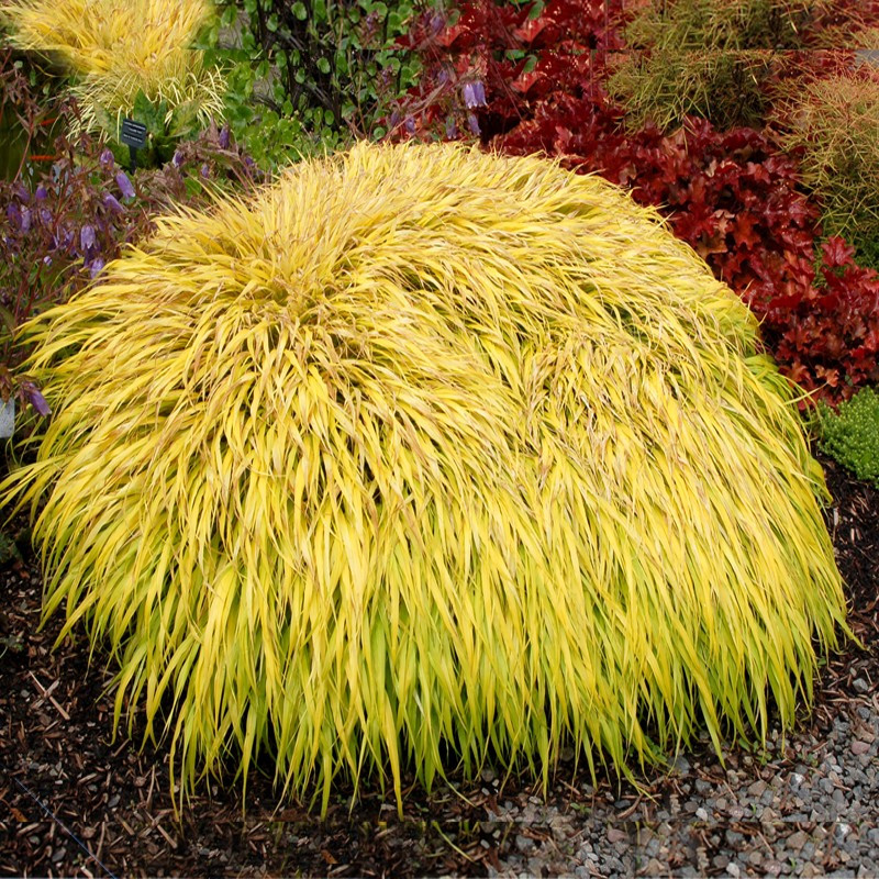 Hakonechloa All Gold