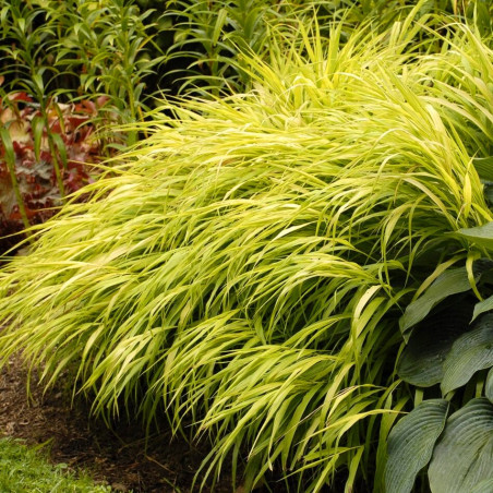 Hakonechloa All Gold sadzonka
