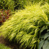 Hakonechloa All Gold sadzonka