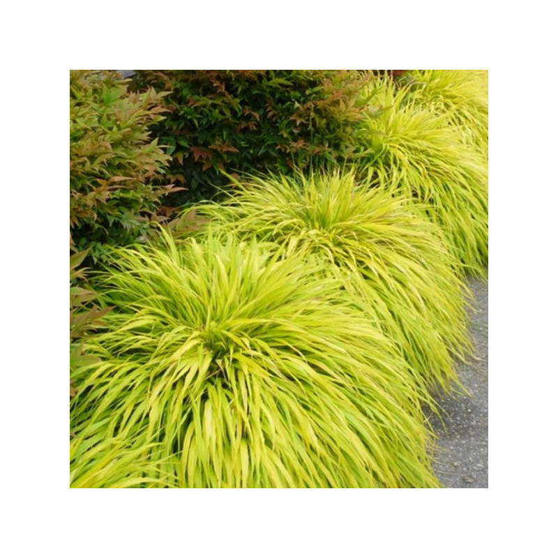 Hakonechloa All Gold sklep