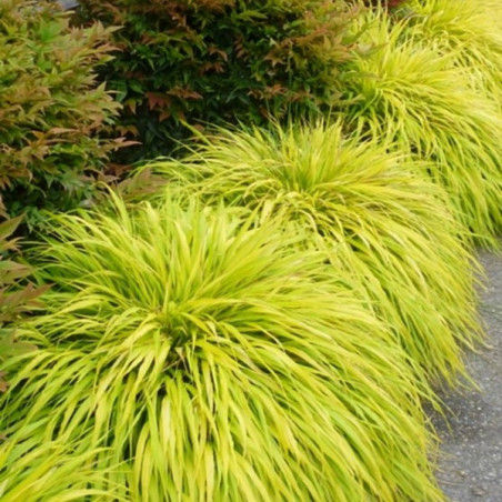 Hakonechloa All Gold sklep