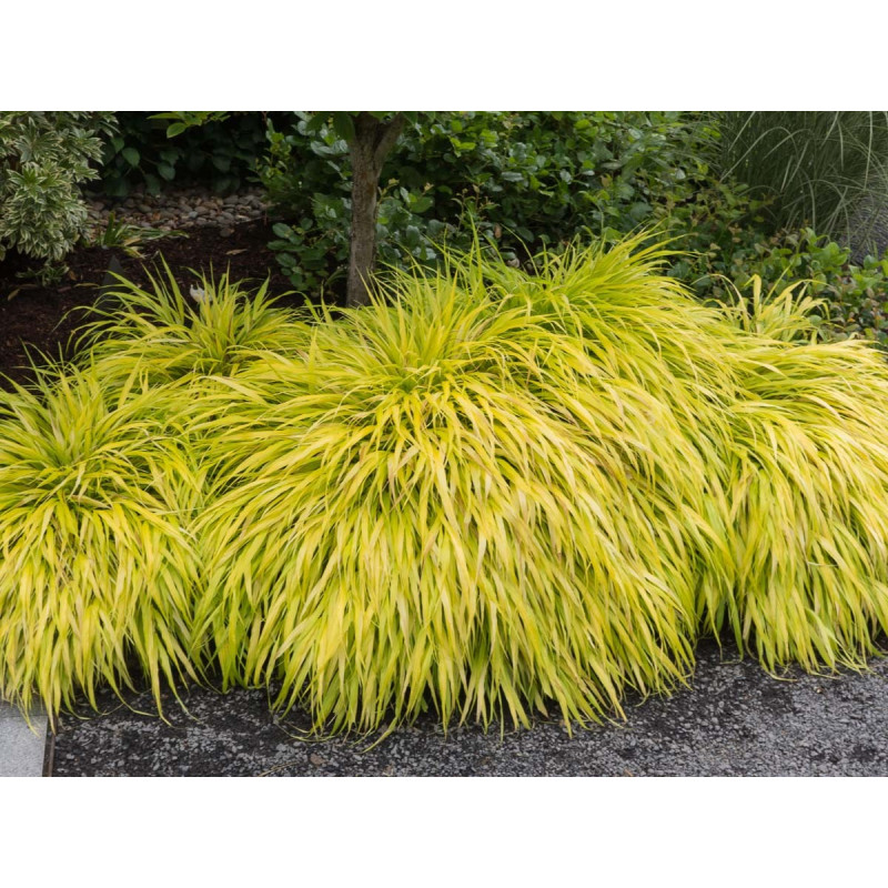 Hakonechloa All Gold cena