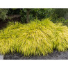 Hakonechloa All Gold cena