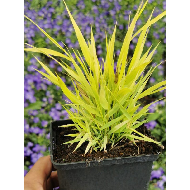 Hakonechloa All Gold cena