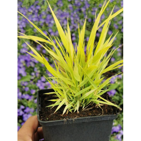 Hakonechloa All Gold cena
