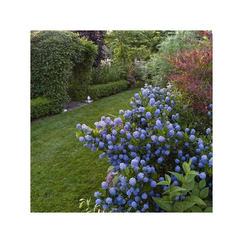 Prusznik niebieski sklep