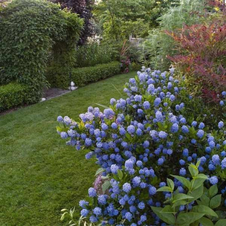 Prusznik niebieski sklep