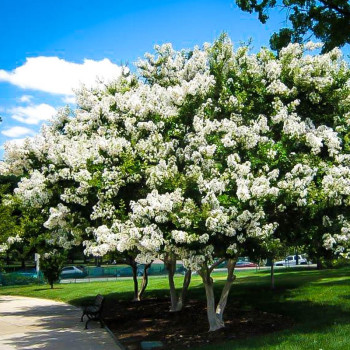 Lagerstroemia Indyjska biała "Acoma"