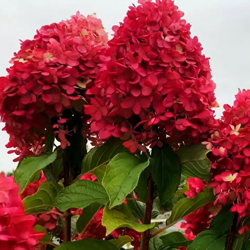 Hortensja bukietowa Fraise Melba cena