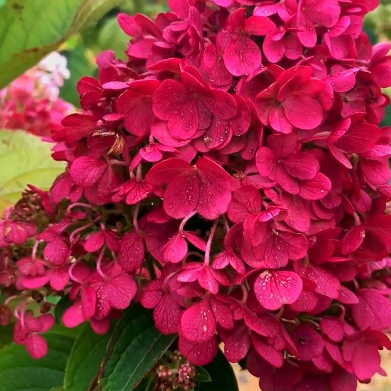 Hortensja bukietowa Fraise Melba sklep