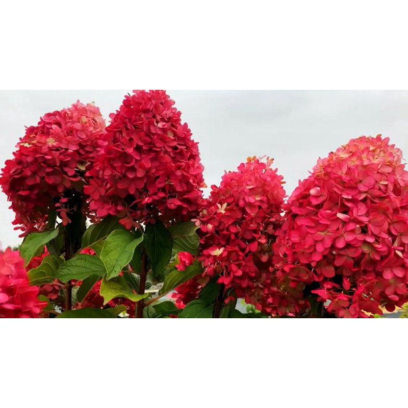 Hortensja bukietowa Fraise Melba sadzonka