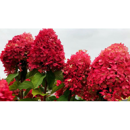 Hortensja bukietowa Fraise Melba sadzonka