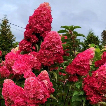 Hortensja bukietowa Fraise Melba