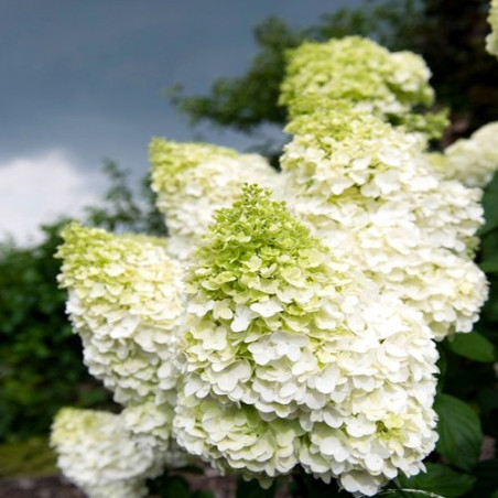 Hortensja bukietowa Polar Bear