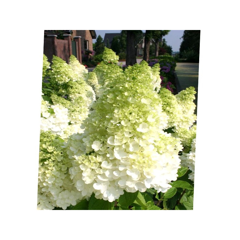 Hortensja bukietowa Polar Bear