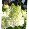 Hortensja bukietowa Polar Bear