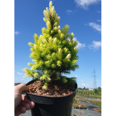 Świerk Rainbow's End cena