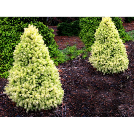 Świerk Rainbow's End sklep