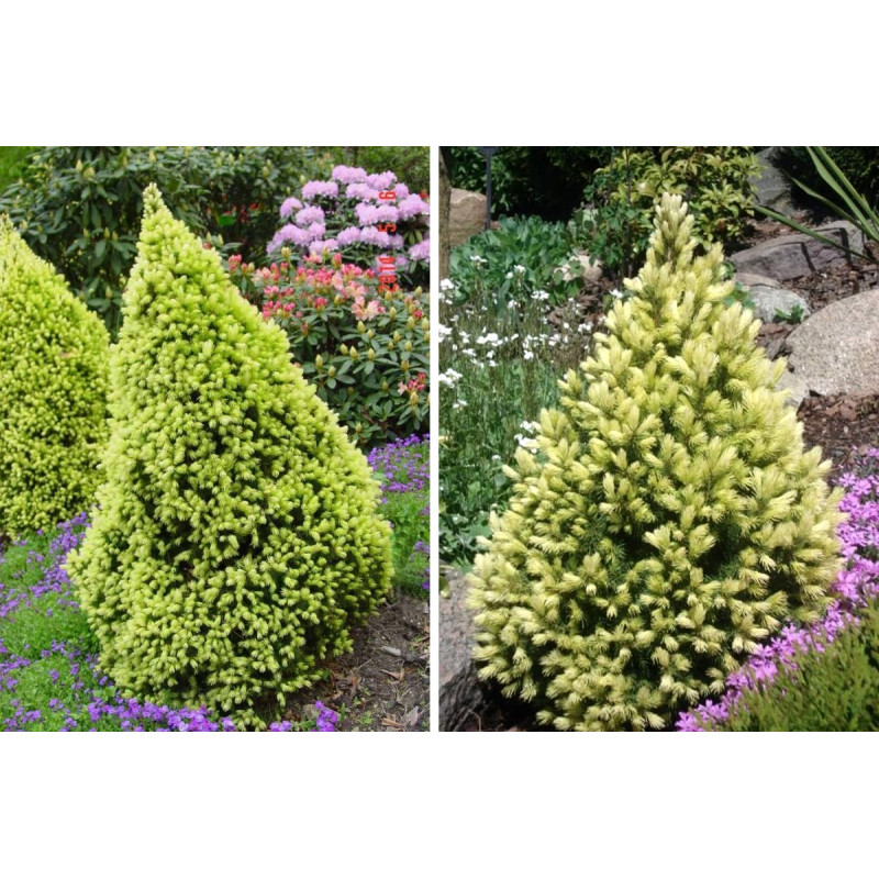 Świerk Rainbow's End