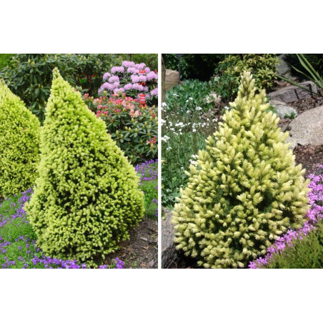 Świerk Rainbow's End