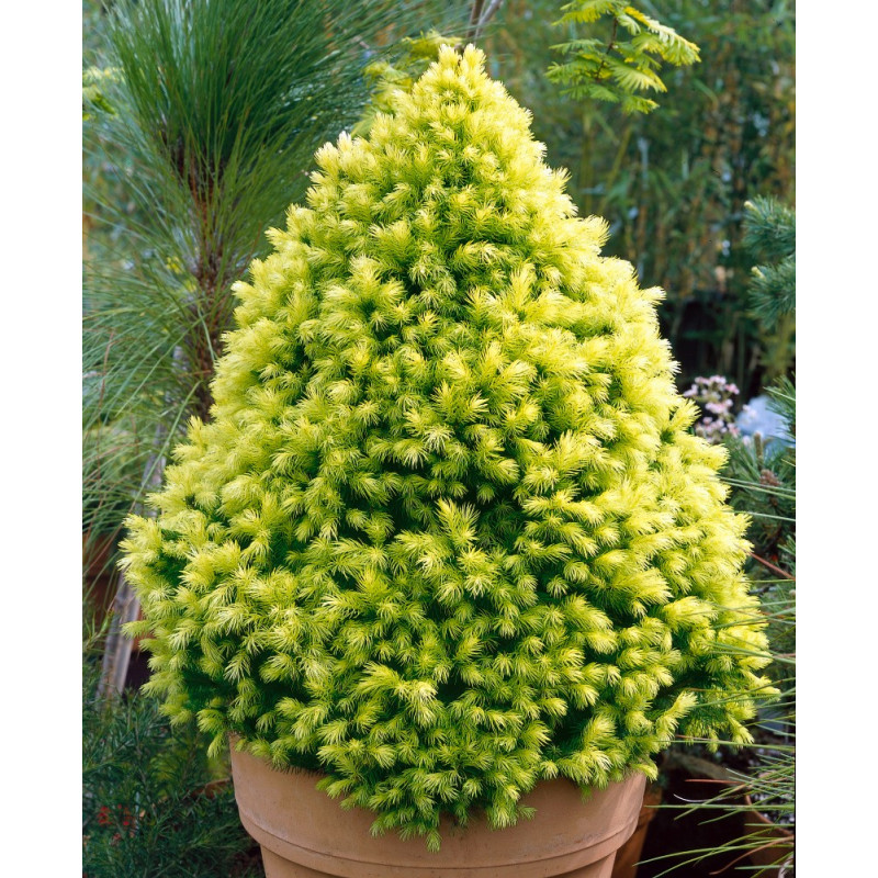 Świerk Rainbow's End sadzonka