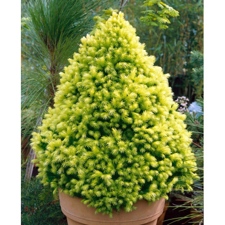 Świerk Rainbow's End sadzonka