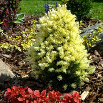 Świerk Rainbow's End