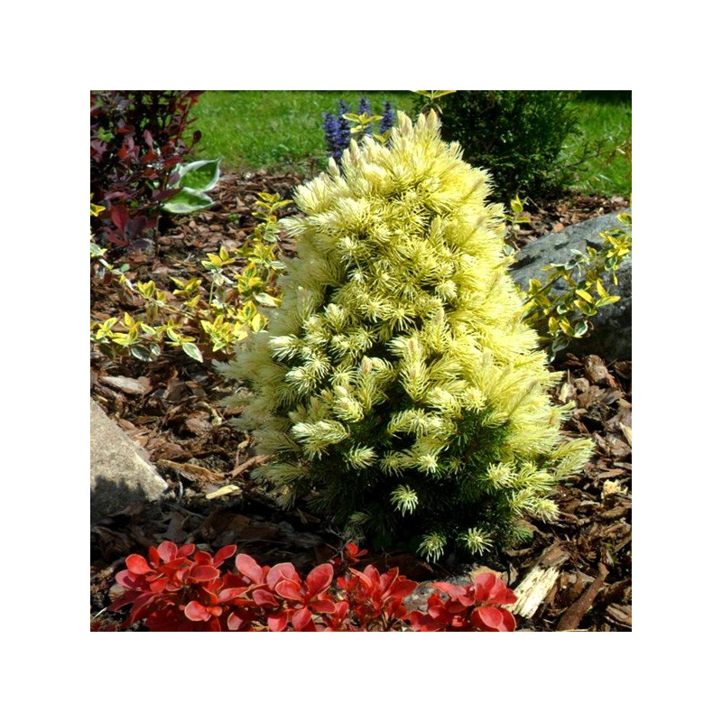 Świerk Rainbow's End