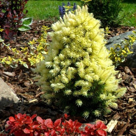 Świerk Rainbow's End