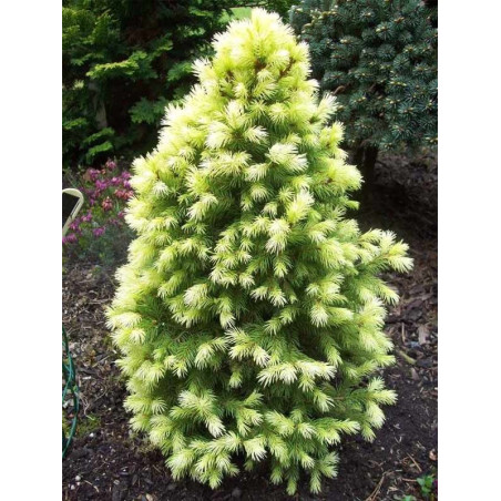 Świerk Biały daisys white gdzie kupić