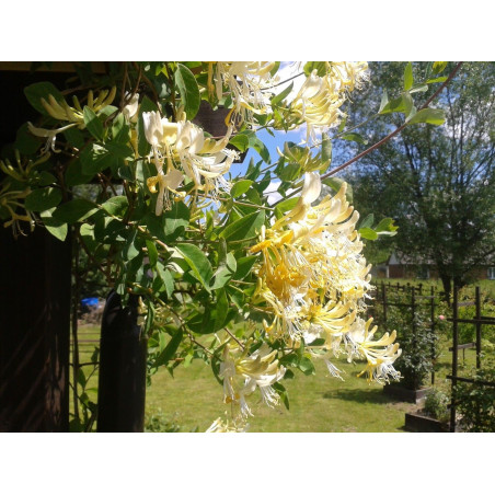 Wiciokrzew Giralda cena