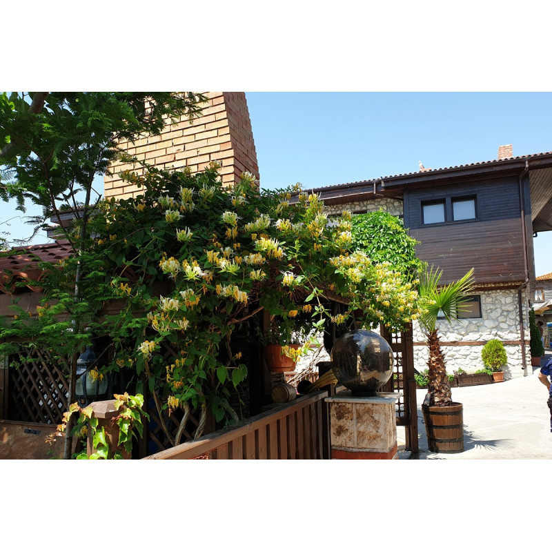 Wiciokrzew Giralda sadzonka