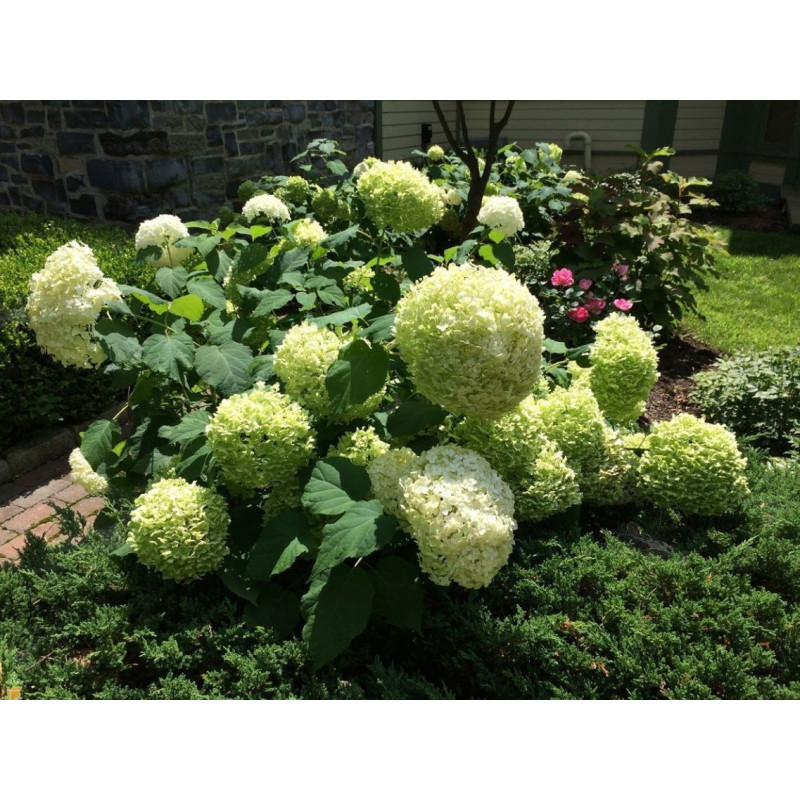 Hortensja krzewiasta strong annabelle cena