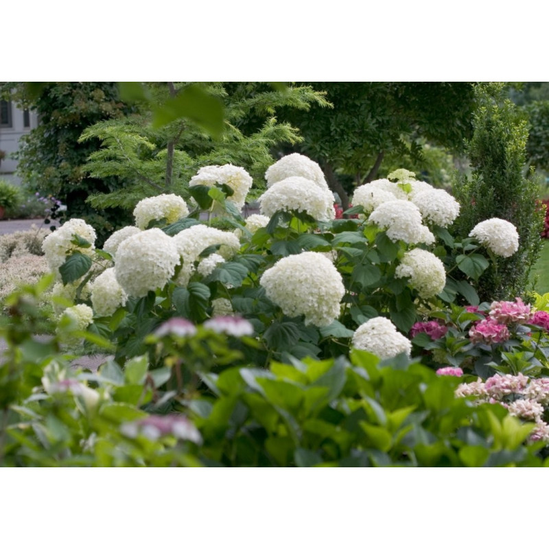 Hortensja krzewiasta strong annabelle sklep