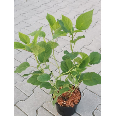 Hortensja krzewiasta strong annabelle