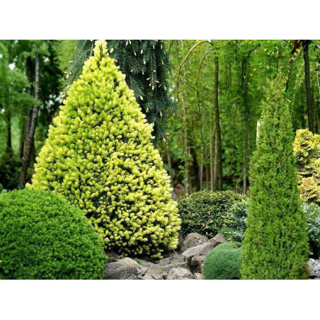 Świerk Biały daisys white cena