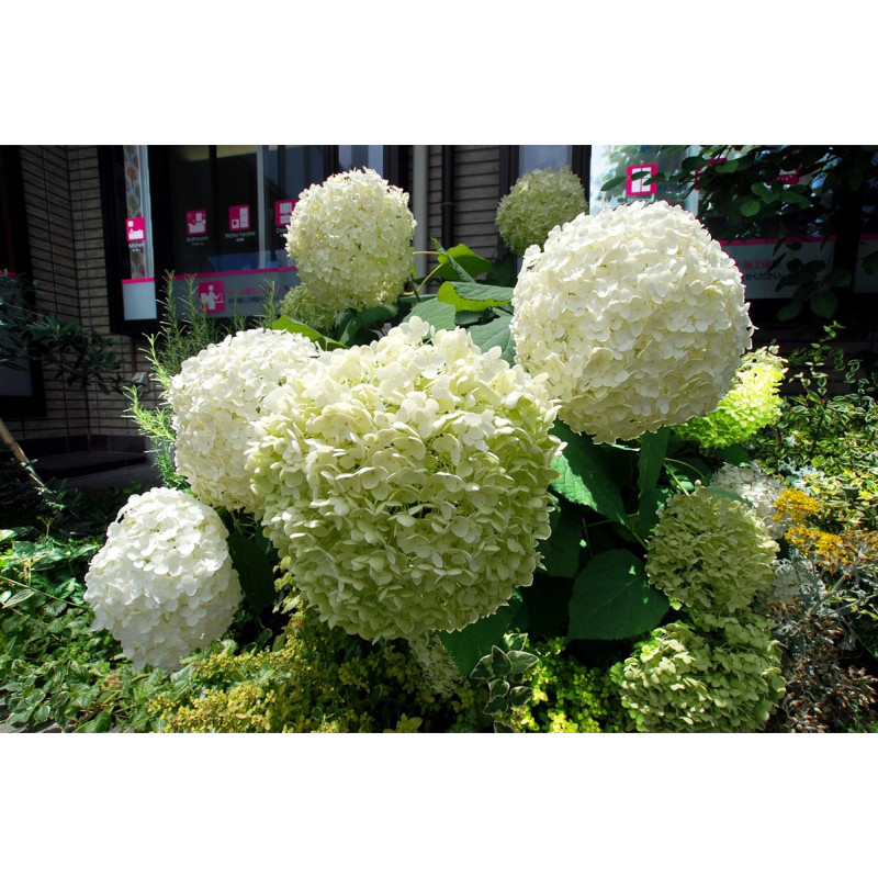 Hortensja krzewiasta strong annabelle sklep