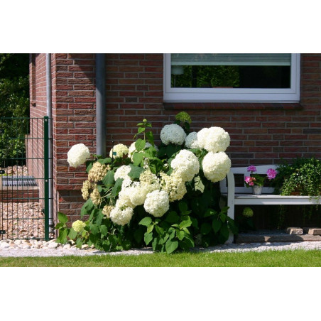 Hortensja krzewiasta strong annabelle