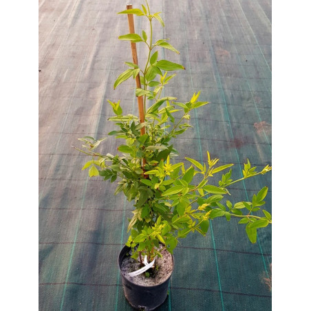 Jaśmin Stefana sadzonki