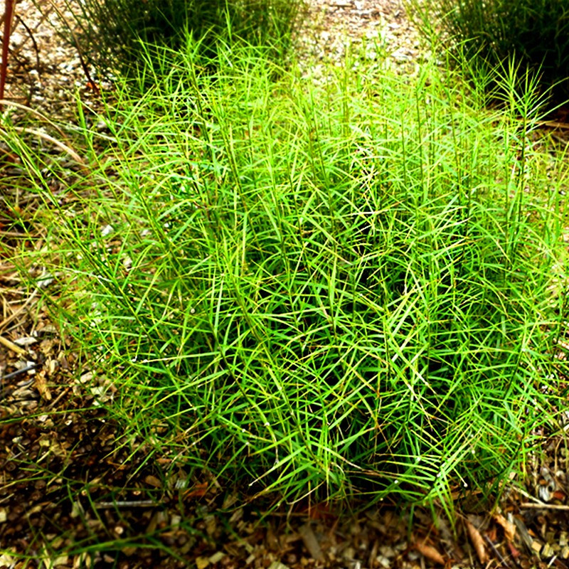 Turzyca  Palmowa Little Midge